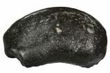 Fossil Whale Ear Bone - Miocene #109260-1
